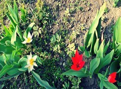 Ogród, Tulipany, Rośliny