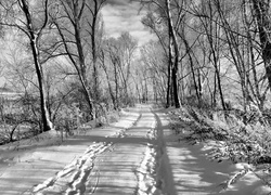 Droga, Drzewa, Śnieg, Zima