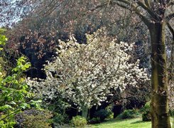 Wiosna, Park, Kwitnące, Drzewo