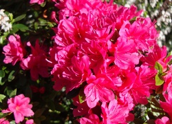 Kwiaty, Azalii, Różanecznik
