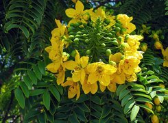 Cassia, Leptophylla, Kwiat, Zbliżenie