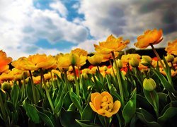 Żółte, Tulipany, Niebo
