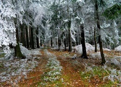 Zima, Las, Ścieżka