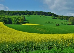 Pola, Rzepakowe, Łąki, Lasy