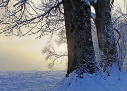 Drzewa, Śnieg, Zima