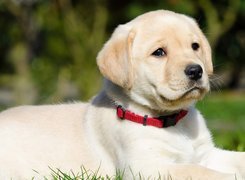 Labrador, Retriever, Łąka