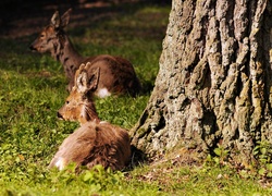 Białowieski, Park, Narodowy, Jelonki, Rozmycie