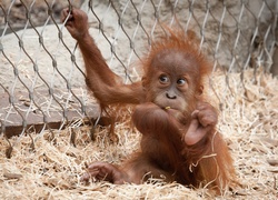 Młody, Orangutan