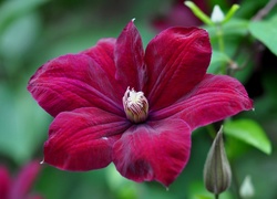 Bordowy, Clematis