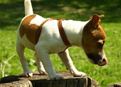 Jack Russell Terrier, Język, Pień