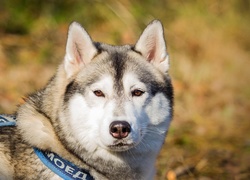 Siberian Husky, Głowa