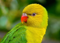 Zielona, Papuga, Nierozłączka