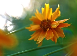 Nachyłek, Pomarańczowy, Kwiat
