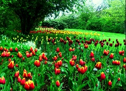 Tulipany, Drzewa