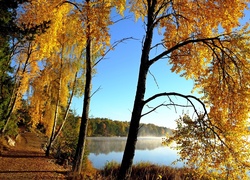 Jesień, Jezioro, Poranek, Mgła, Drzewa