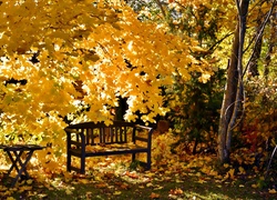 Park, Ławka, Żółte liście