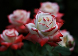 Biało czerwone, Róże