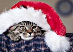 Boże Narodzenie, Kot, Czapka, Mikołaja