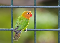 Papuga, Ptak
