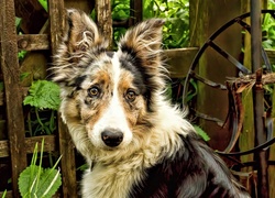 Owczarek australijski-australian shepherd