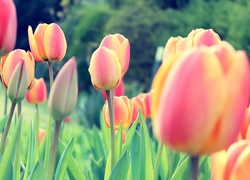 Tulipan, Tulipany, Kwiaty