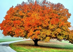 Jesień, Drzewo, Droga