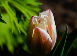 Kwiat, Tulipan, Wiosenny