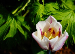 Kwiat, Tulipan, Kwitnący, Płatki