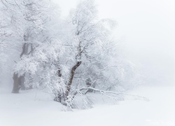 Oszronione, Drzewa, Śnieg