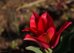 Kwiat, Tulipan, Czerwony, Kwitnący, Płatki