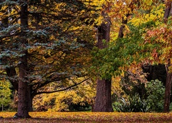 Park, Jesień, Drzewa