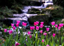 Różowe, Tulipany, Górska, Rzeka