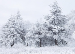 Śnieg, Szron, Drzewa