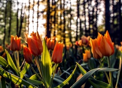 Pomarańczowe, Tulipany, Promienie Słońca, Las