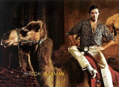 Hugh Jackman,wielbłąd