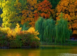Park, Staw, Jesień, Kolorowe, Drzewa
