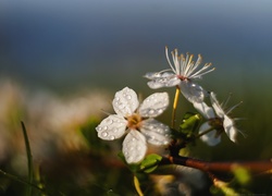 Kwiat, Biały, Gałązka, Drzewko, Krzew.
Nikon + Helios 44.