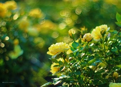 Żółte, Róże, Kwiaty, Bokeh