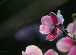 Zawilec Japoński, Kwiat, Różowy