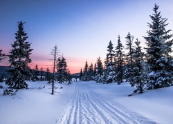 Zima, Drzewa, Droga, Śnieg