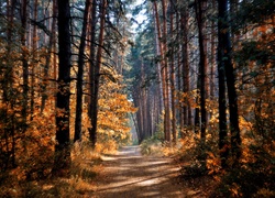 Las, Droga, Drzewa, Przebijające, Światło, Jesień
