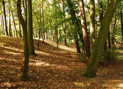 Park, Górka, Drzewa