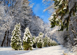 Park, Zima, Drzewa