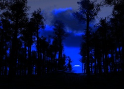 Noc, Niebieskie, Niebo, Drzewo