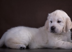 Golden, Retriever, Szczeniaczek, Biały