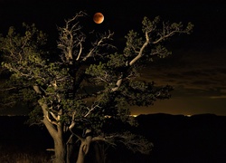 Noc, Drzewo, Księżyc
