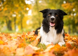 Jesień, Pies, Border Collie