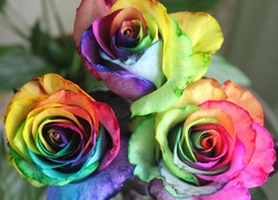 Kolorowe, Róże, Kwiaty