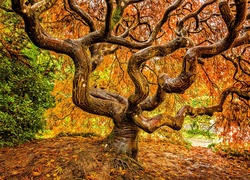 Jesień, Drzewo, Klon japoński