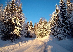 Zima, Ośnieżone Drzewa, Las, Droga, Śnieg